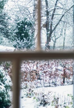 Ağaçlar ile karlı arka bahçesi  