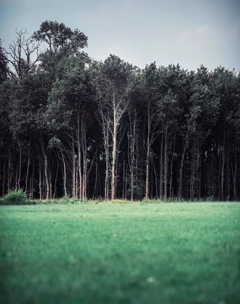 Orman ile yeşil çayır — Stok fotoğraf