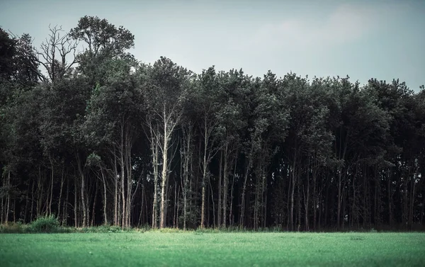 Zielona łąka z lasu — Zdjęcie stockowe