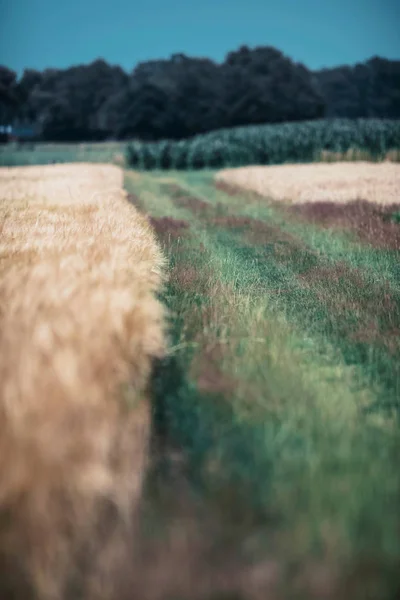 Grass Path Wheat Field Countryside — Stock Photo, Image