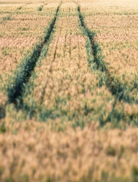 Tire tracks in wheat field. — Stock Photo, Image