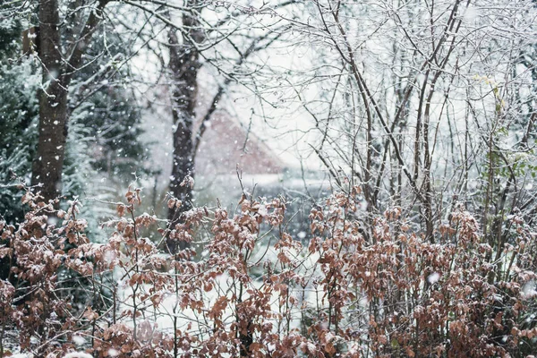 Cobertura de haya en el patio trasero cubierto de nieve — Foto de Stock