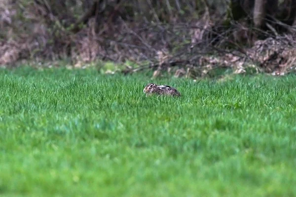 Lepre europea allerta con orecchie appiattite sdraiate sull'erba . — Foto Stock