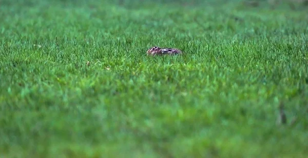 Wachsamer Feldhase mit abgeflachten Ohren im Gras liegend. — Stockfoto