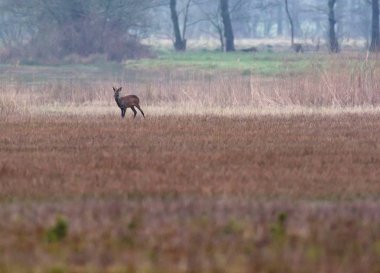 Karaca yalnız alanı otlar ve reed ile buck..