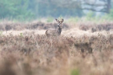 Roebuck alanı heather çalılar ile. Sola arıyorsunuz.