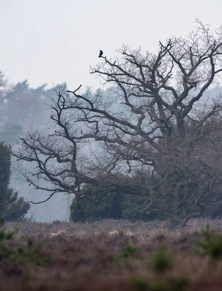 Silhouette of bare tree with one crow in hazy nature reserve. — Stock Photo, Image