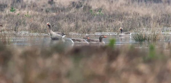 Four greylag geese in fen of marshland. — Stock Photo, Image