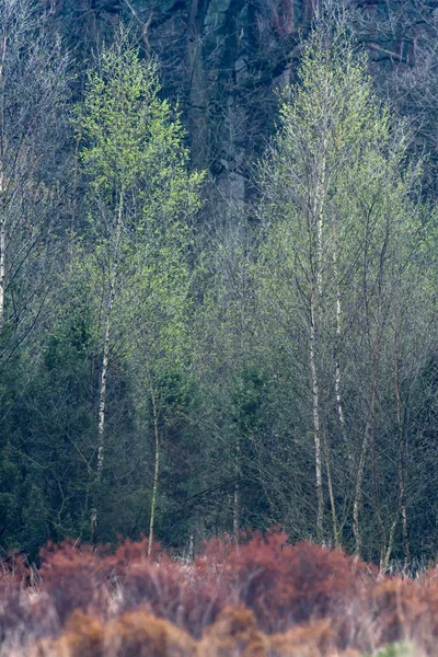 赤 colou とフィールドの新しい春の新鮮な葉が付いている木をバーチします。 — ストック写真