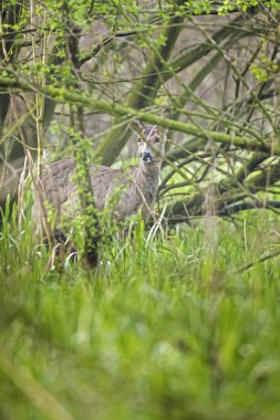 geyik orman çalıların arkasında kapalı