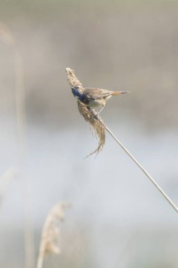 Reed kök üzerinde oturan Bluethroat