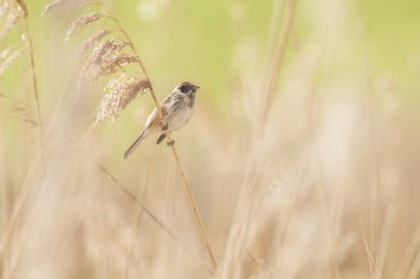 Reed üzerinde oturan ortak reed kiraz kuşu 