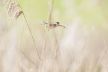 Erkek ortak reed kiraz kuşu 