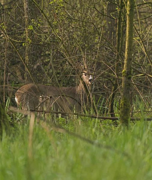 Europese herten in het bos — Stockfoto