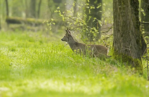 Ormandan geliyor geyik — Stok fotoğraf