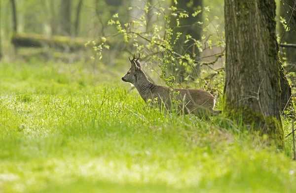 Cervo che esce dalla foresta — Foto Stock