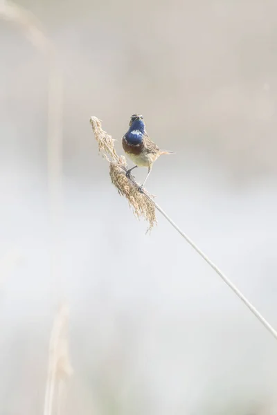 Bluethroat sentado en el tallo de caña — Foto de Stock