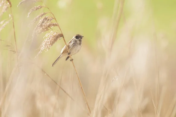 Reed üzerinde oturan ortak reed kiraz kuşu — Stok fotoğraf