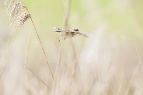 Erkek ortak reed kiraz kuşu — Stok fotoğraf