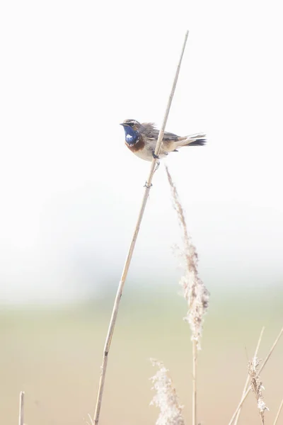 Reed kök üzerinde oturan Bluethroat — Stok fotoğraf