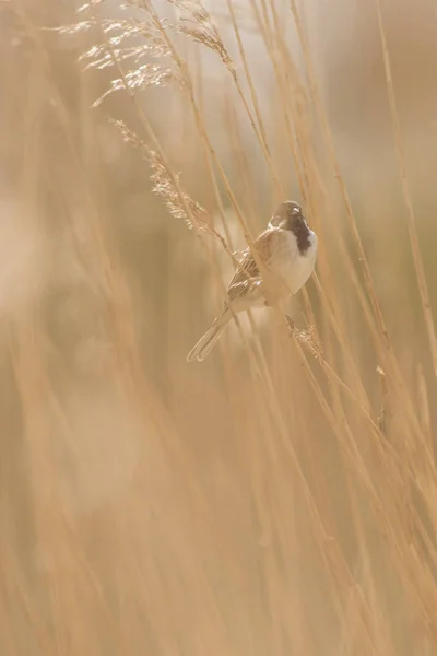 Erkek ortak reed kiraz kuşu — Stok fotoğraf