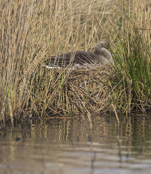 Greylag goose on nest — Stock Photo, Image