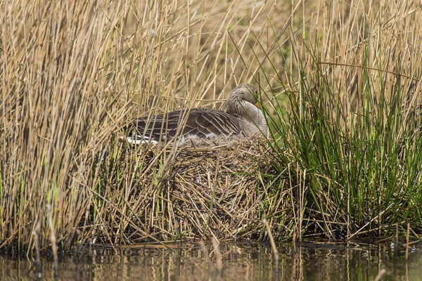 Ganso de Greylag en el nido — Foto de Stock