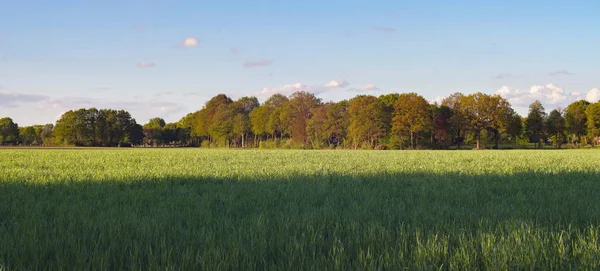 Ländliche Landschaft im Frühling — Stockfoto