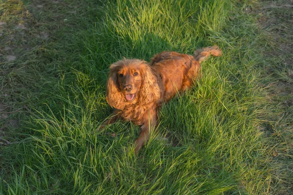 躺在草地上的猎犬 — 图库照片