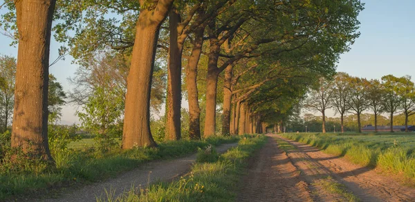 Ülke toprak yol ağaçları ile — Stok fotoğraf