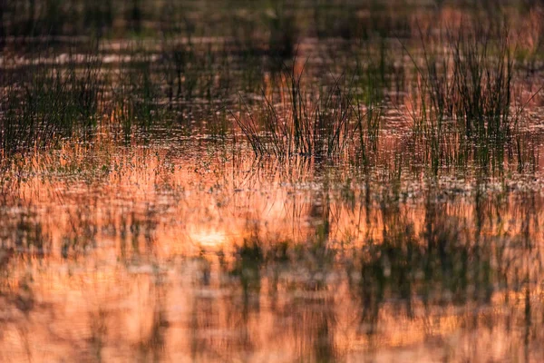 Sunlight in grassy wetland. — Stock Photo, Image