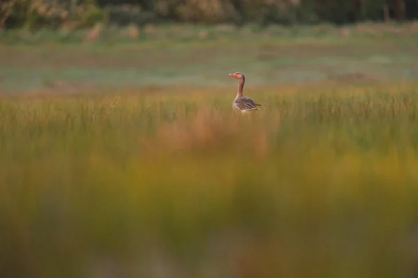 Single greylag goose in tall grass — Stock Photo, Image