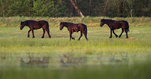 Três cavalos castanhos — Fotografia de Stock