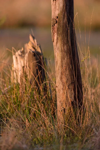 Troncos de árvore entre grama alta — Fotografia de Stock