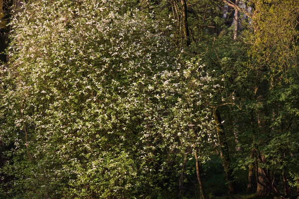 Mönster av vita blommor — Stockfoto