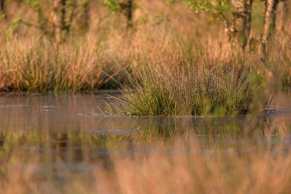 Tall grasses in wetland — Stock Photo, Image