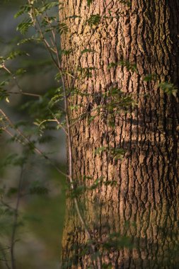 Ağaç gövdesi sabah güneş ışığı altında  