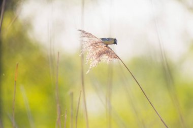 Reed üzerinde oturan büyük baştankara 