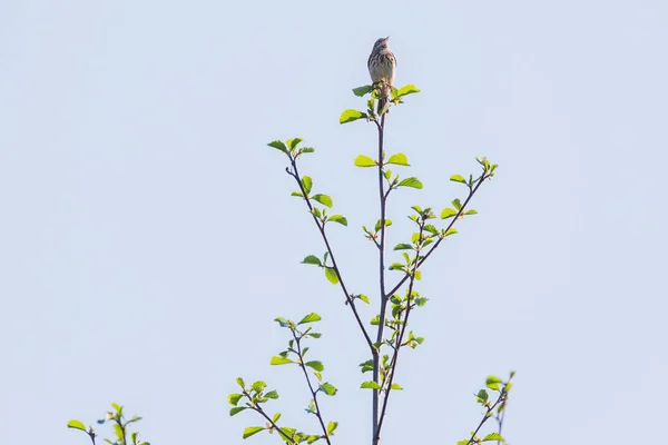 Singvogel hockt auf Baum — Stockfoto