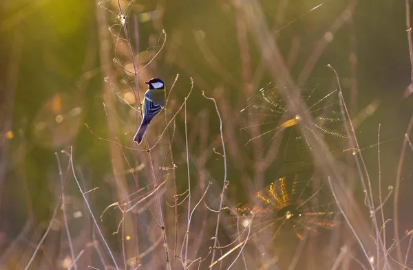 Grande mésange assis sur rameau — Photo