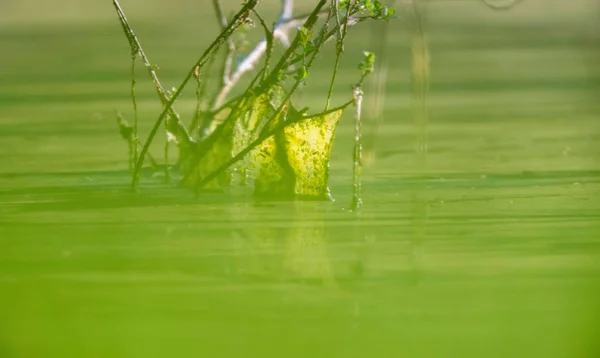 Slimy branches in  swamp — Stock Photo, Image