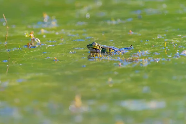 Sapo de piscina em água verde — Fotografia de Stock