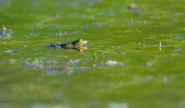 Pool frog in green water — Stock Photo, Image