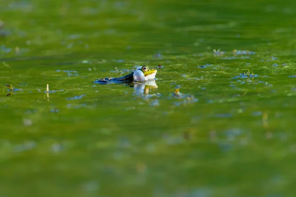 Skokan krátkonohý v zelené vodě — Stock fotografie