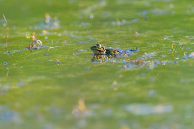 Yeşil su havuzu kurbağa