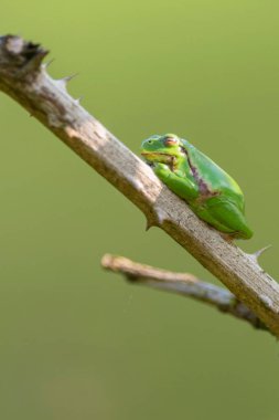 Avrupa ağaç kurbağası  