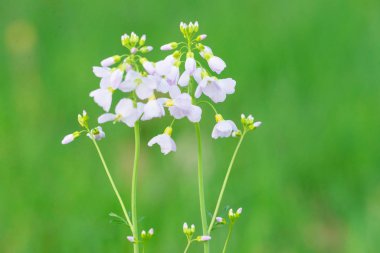 alandaki güzel Cuckooflower
