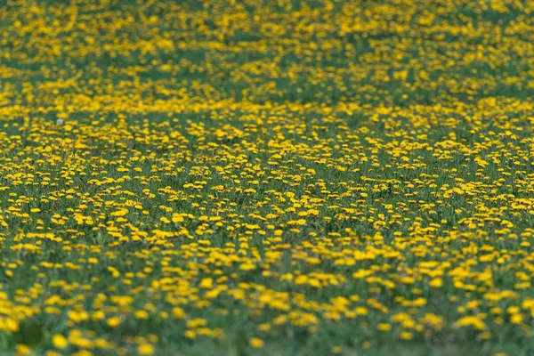 Ängen täckt med gemensamma maskrosor — Stockfoto