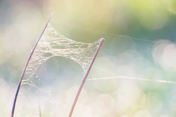 茎之间的蛛网和蜘蛛 — 图库照片