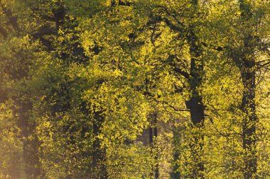 Satır bahar Orman ağaçları